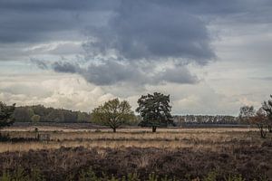 Twin trees
