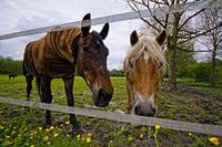 nieuwsgierige paarden in de wei (gewone versie)