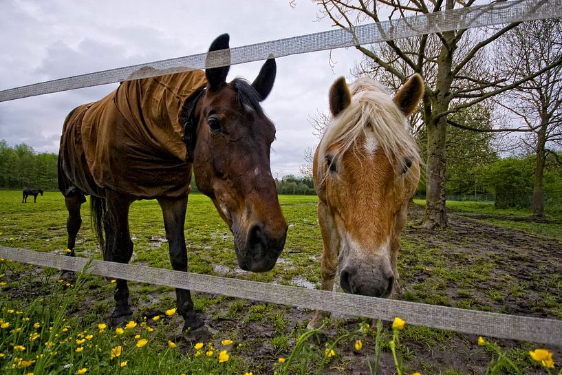 nieuwsgierige paarden in de wei (gewone versie) by foto-fantasie foto-fantasie