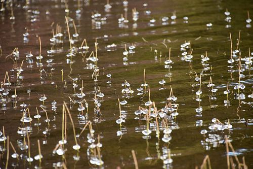Eerste ijs op de A in de herfst