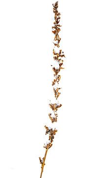 silence vertical sur celine Rachenberger