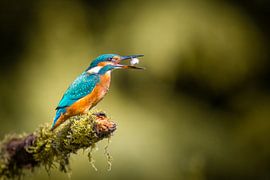 Kingfisher with fish