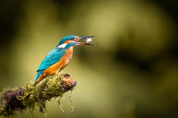 Eisvogel mit Fisch von Cynthia Verbruggen