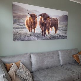 Customer photo: Scottish Highlanders by Karel Ton, on canvas