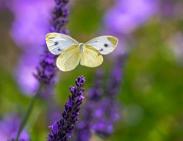 Macro van een koolwitje vlinder vliegend naar een lavendel bloem