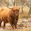 Highlander écossais au parc forestier de Westerschouwen sur Annelies Cranendonk