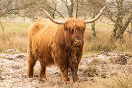 Scottish highlander at forestry park Westerschouwen by Annelies Cranendonk