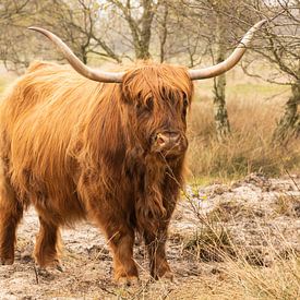 Highlander écossais au parc forestier de Westerschouwen sur Annelies Cranendonk