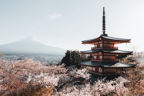 Chureito Pagoda shrouded in Sakura with Mount Fuji