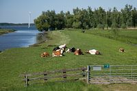 Dutch Landscape
