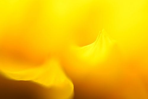 Sunflower Abstract Number 3