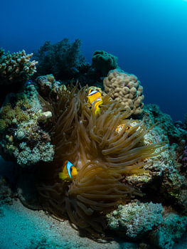 Clownfish on their anemone in the Red Sea