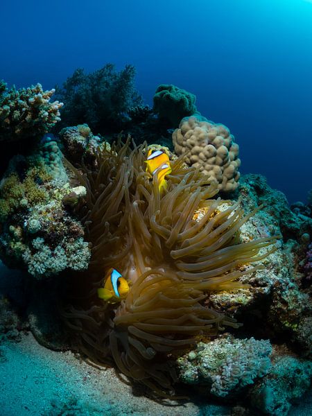 Clownvissen op hun anemoon in de Rode Zee van René Weterings