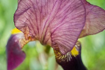 Purple Iris in Green Macro Abstract Floral by Iris Holzer Richardson