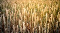 Field of gold