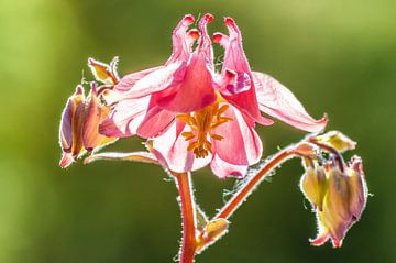 Fleur d'ancolie rose sur Mario Plechaty Photography