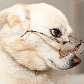 Dog with glasses by Ans van Heck