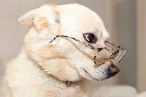 Hond met bril van Ans van Heck