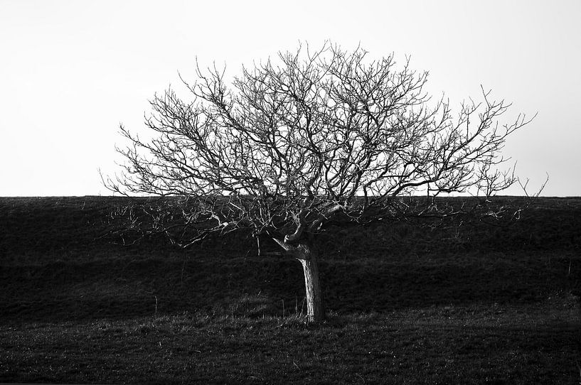 Dijk van een boom par Sonja Pixels