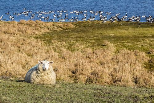 Schapen en wilde ganzen in het natuurgebied Ellenbogen, Sylt van Christian Müringer