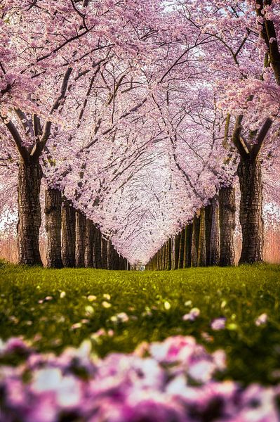 Cherry Blossom by Jeroen Diks