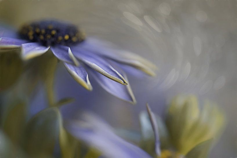 Simple blossom von Lizzy Pe