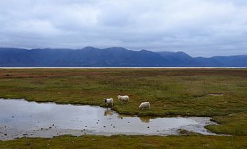 IJslandse schapen in een weids landschap van Marlies Reimering