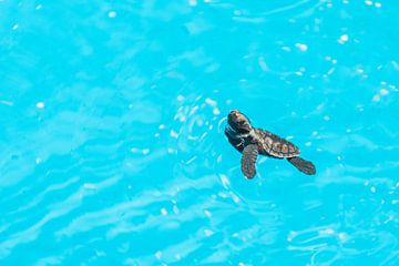 schildpad kijkt boven water | Brazilië | reisfotografie van Lisa Bocarren