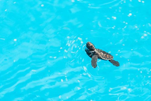 Schildkröte schaut über Wasser | Brasilien | Reisefotografie