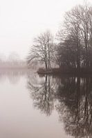 Fog in the Prince's Forest