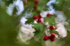Forest photo with bokeh by Ad Jekel