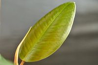 Rubber tree Ficus Robusta