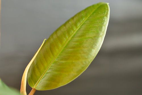 Rubberboom Ficus Robusta van Philipp Klassen