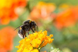 Bourdon sur une fleur sur ManfredFotos