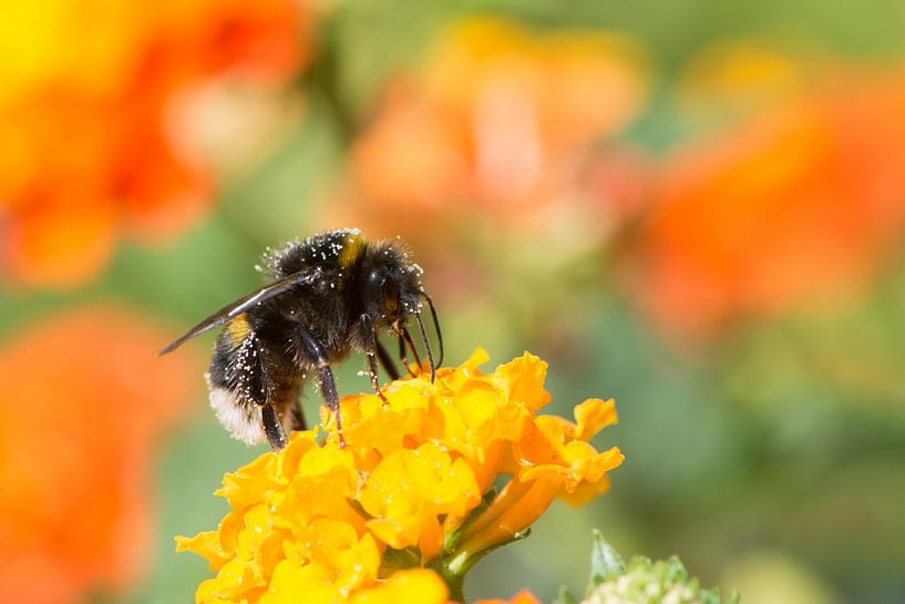 Bumblebee on a flower by ManfredFotos