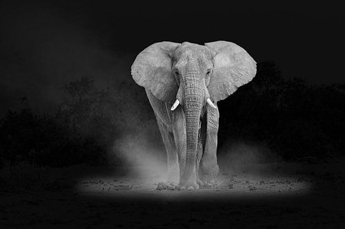 Majestueuze olifant in de schijnwerpers