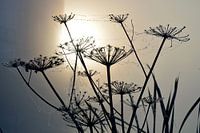 Ochtenddauw bij mistige zonsopkomst op berenklauwen met spinnewebben