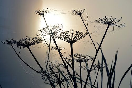 Rosée matinale au lever du soleil brumeux sur des griffes d'ours aux toiles d'araignées sur Trinet Uzun