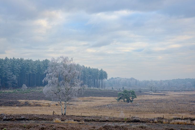 Gefrorene Landschaft von Johan Vanbockryck
