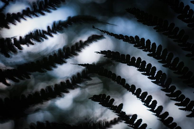 Dark moods in the woods van Francois Debets