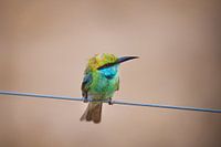 Vogeltje