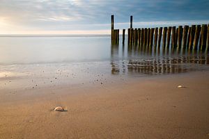 Here on the coast by Mark Bolijn