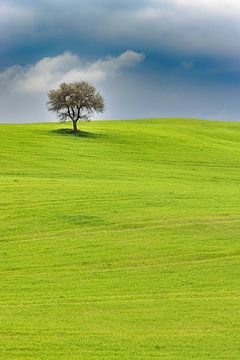 Lente in de Val d'Orcia van Dirk Rüter