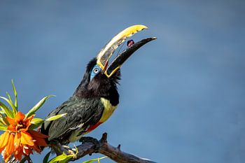 Cassowary à oreilles brunes avec une baie dans son bec