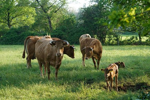 Familie von Kühen in der Abendsonne