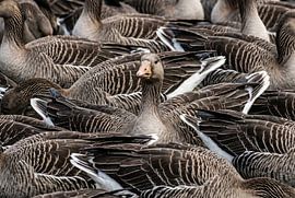 Een dichte zwerm watervogels