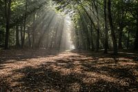 Un beau soleil à travers les arbres