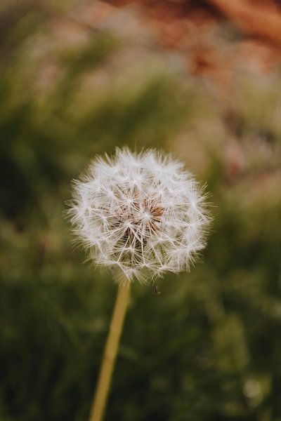 Dandelion by Gerlinda Lassche