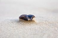 Muschelschale am Strand von Johan Zwarthoed Miniaturansicht