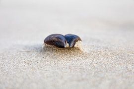 Mosselschelp op het strand